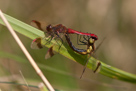 Sympetrum pedemontanum